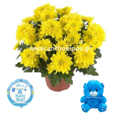 Chrysanthemum plant teddy bear and a balloon for newborn baby boy