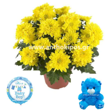 Chrysanthemum plant teddy bear and a balloon for newborn baby boy