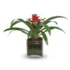 Guzmania plant in glass base