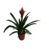 Guzmania plant in clay base