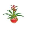Beautiful guzmania in glass base