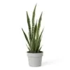 Cactus sansevieria