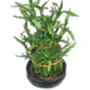 Lucky bamboo