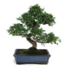 Bonsai plant
