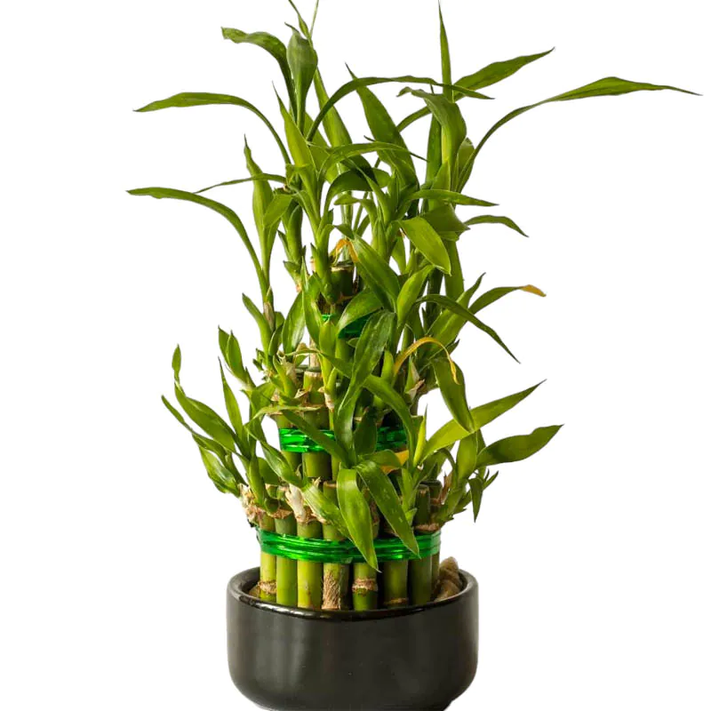 Lucky bamboo - Image 3
