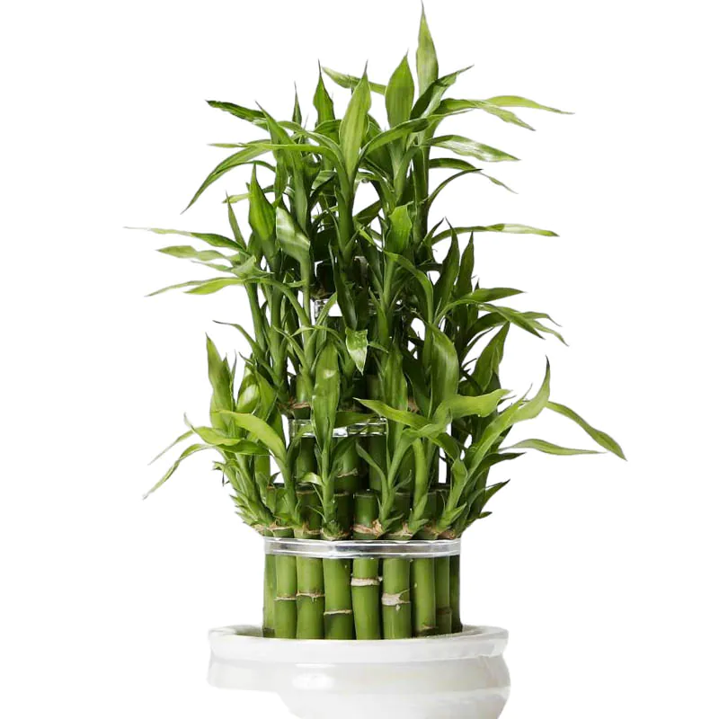 Lucky bamboo - Image 2