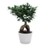 Bonsai in white pot