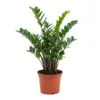 Zamia plant