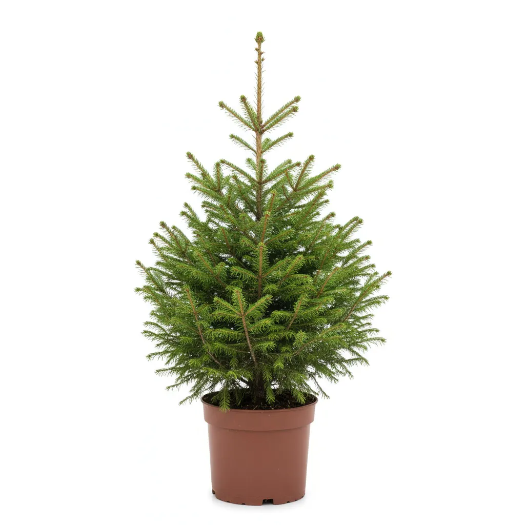 Fir tree plant