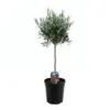 Olea plant