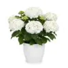 White hydrangea plant
