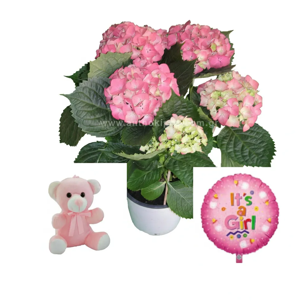 Hydrangea pink plant, teddy bear and balloon in arrangement for newborn baby girl