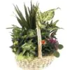 Composition with plants in a large basket