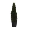 Thuja plant