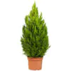 Gold crest plant lemon cypress