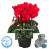 Cyclamen plant, plush toyand balloon for birth of boy