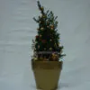 Christmas plant in a creation full of gold