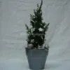 Christmas thuja plant uniquely decorated in silver shades