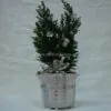 Christmas thuja plant in lovely white-silver clay pot