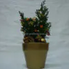 Christmas thuja plant in gold vase