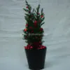 Christmas plant in black pot