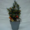 Christmas plant, small thuja happy decorated