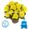 Chrysanthemum plant teddy bear and a balloon for newborn baby boy