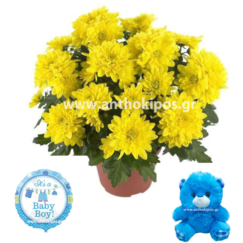 Chrysanthemum plant teddy bear and a balloon for newborn baby boy