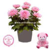 Chrysanthemum plant stuffed animal and balloon for baby girl