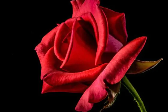 50 roses price
