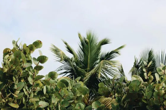 Outdoor Plants: Delivery in Athens Greece